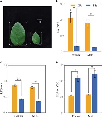 Functional trait divergence associated with heteromorphic leaves in a climbing fig